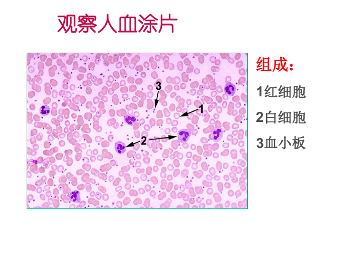 血细胞结构示意图图片