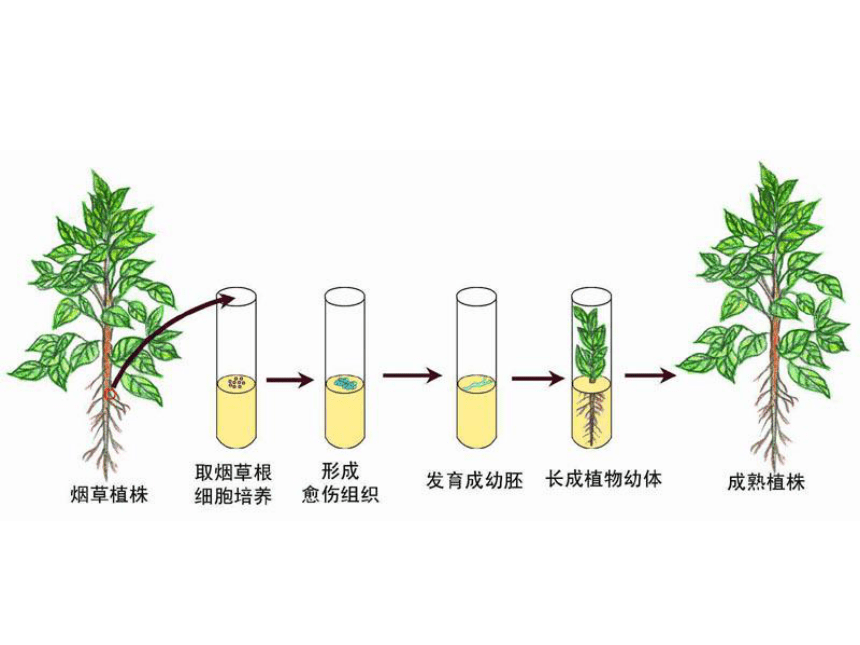 苏教版选修1第一章第二节植物组织培养技术共37张ppt