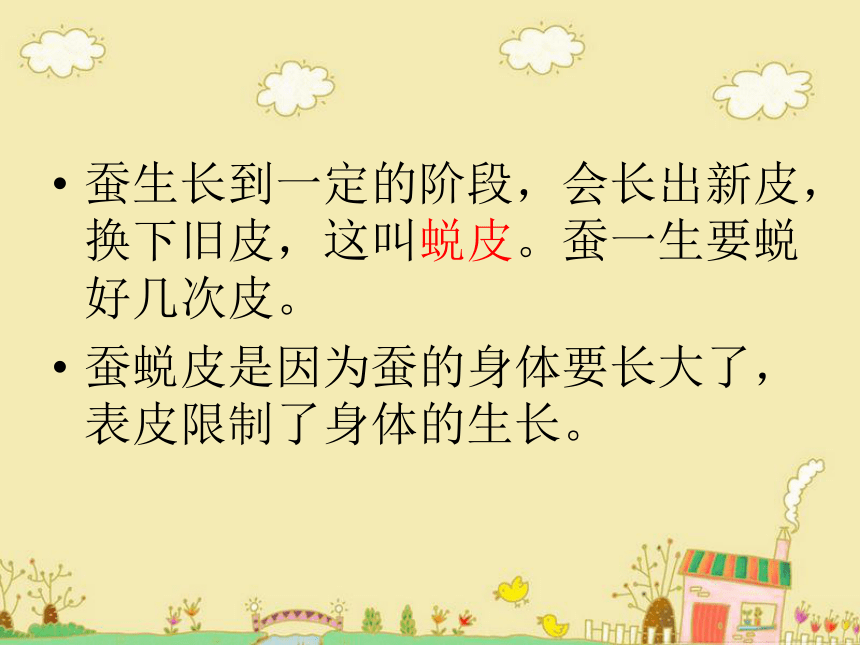 蚕宝宝在长大  课件