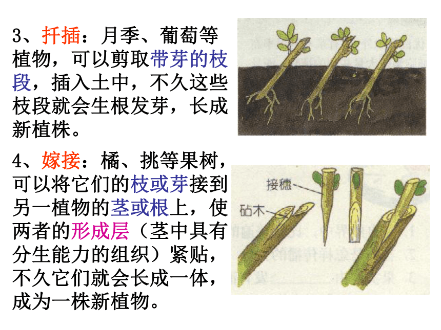 1.5植物生殖方式的多样性（第2课时）