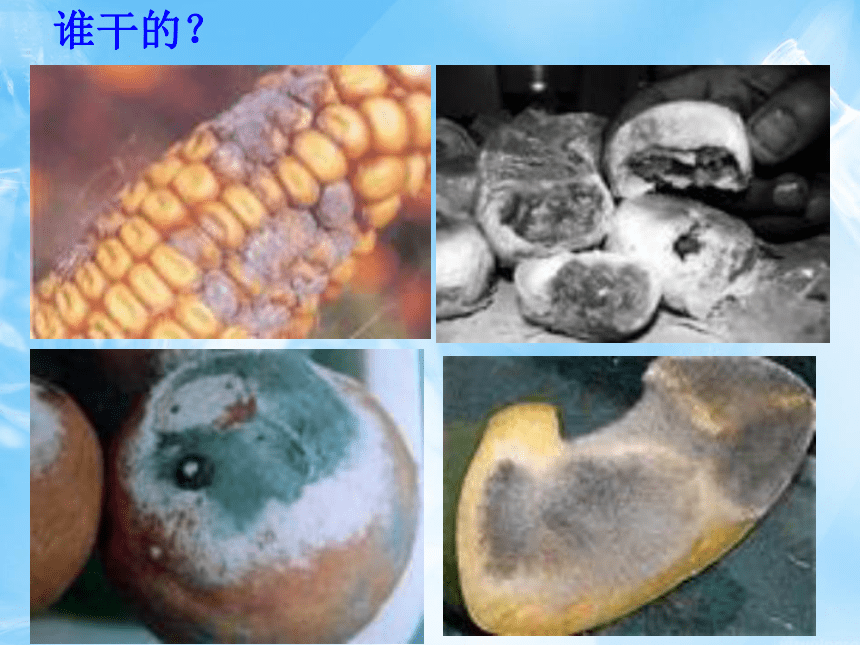 北京课改版七年级生物上册教学课件1.2认识我们身边的其他生物  （共16张PPT）