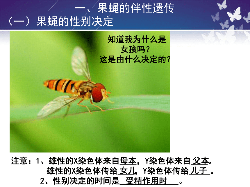 高中生物北师的版必修二第四章第3节伴性遗传之一果蝇的伴性遗传 课件