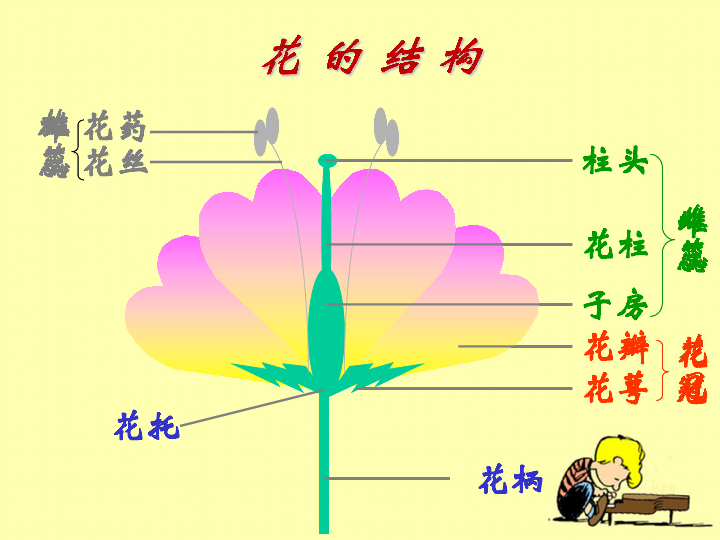 1.6开花了 结果了  课件（13张PPT）