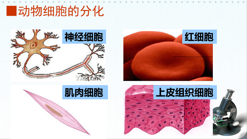 高中生物浙科版>必修1 第四章 细胞的增殖与分化第二节 细胞的分化课件（19张）