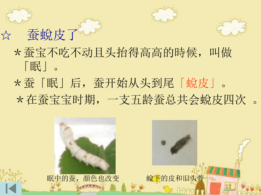 2蚕的生长变化 课件