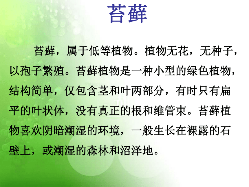 语文六年级下新教版（汉语）11《想长高的苔藓》课件（22张）