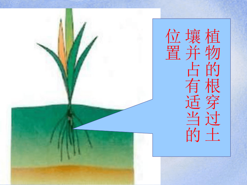 《土壤中有什么》 课件