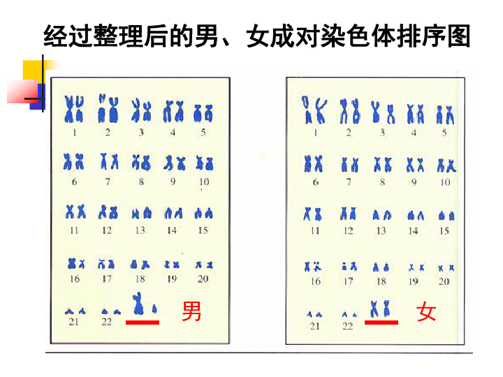 人的性别遗传课件(共31张PPT)