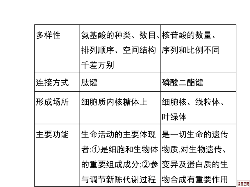 2014届高三生物一轮复习课件： 1.4 细胞中的核酸、糖类和脂质