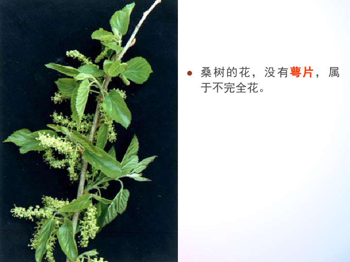 我們解剖觀察過油菜花,它是有萼片,花瓣,雄蕊,雌蕊四部分組成