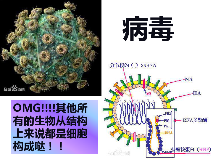 第3节 生物体的结构层次（课件 46张PPT 全）-21世纪教育网