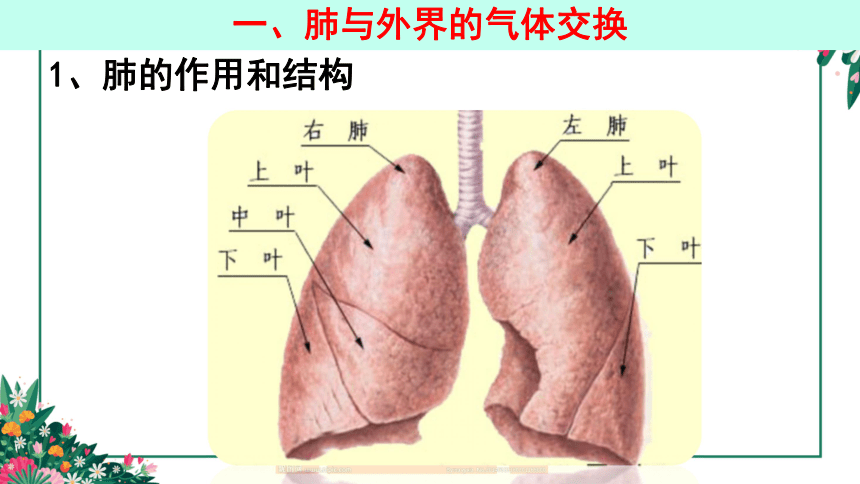 432發生在肺內的氣體交換第一課時課件共15張ppt