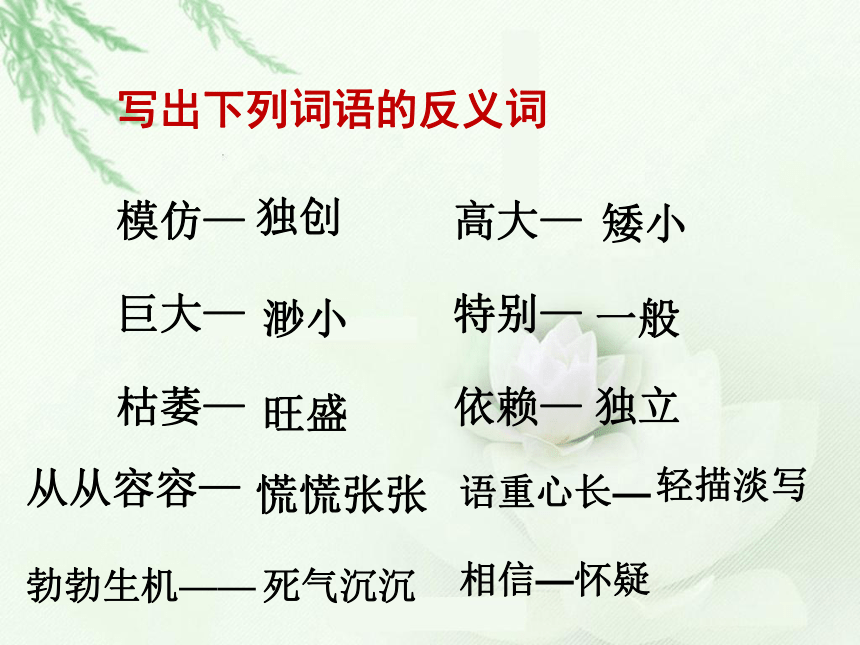 3 桃花心木课件