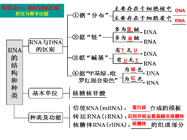 高中生物必修二课件：4.1基因指导蛋白质合成（复习课） (共17张PPT)