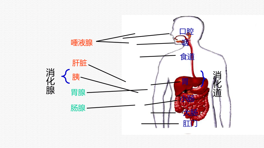 再見三小腸甲(2)圖中字母