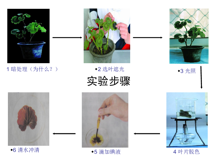 光合作用实验图解图片