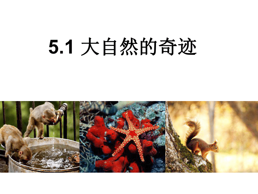 5.1.2美丽多样的生命 课件