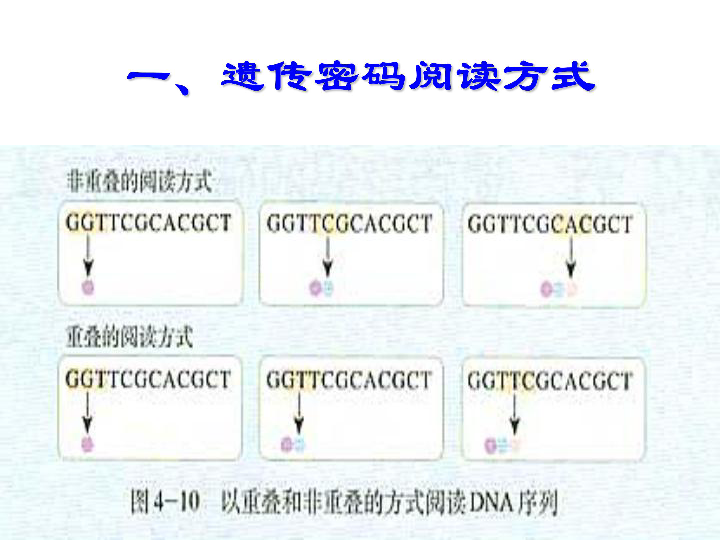 人教新课标高中生物必修二  4.3遗传密码的破译 课件（20张）