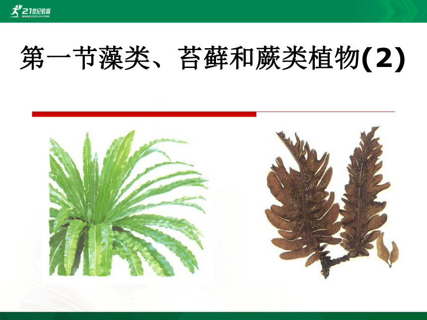 3.1.1 藻类、苔藓和蕨类植物课时2课件（共29张PPT）