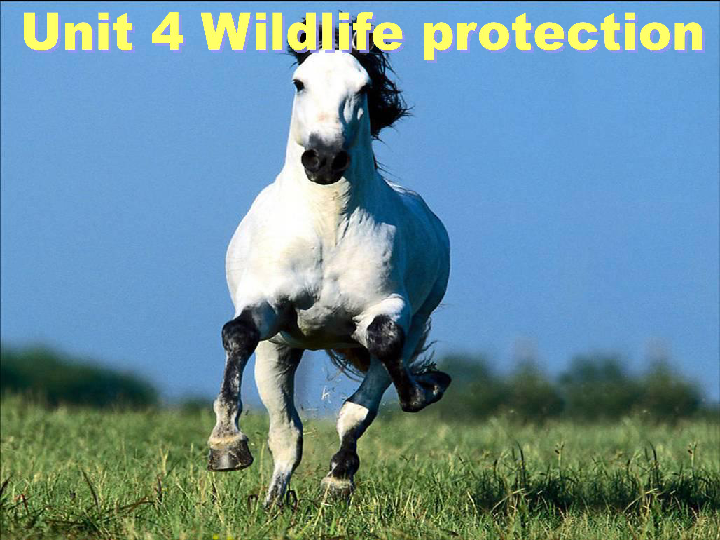 人教版高一英语必修2Unit 4 Wildlife Protection Writing课件（23张）