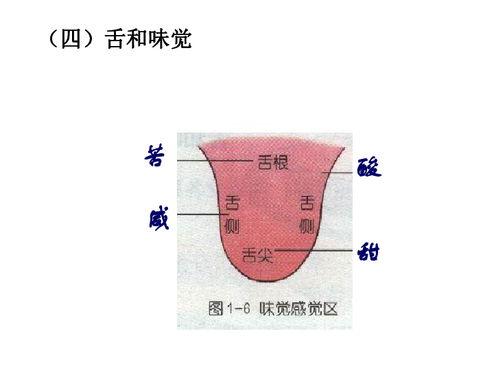 味觉感受器图片