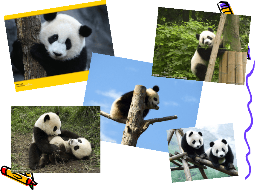 Module 6  Animals in danger.Unit 2 The WWF is working hard to save them all.教学课件