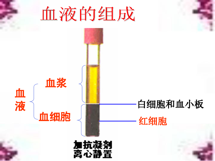 北师大版七下生物 9.1血液 课件(26张PPT)