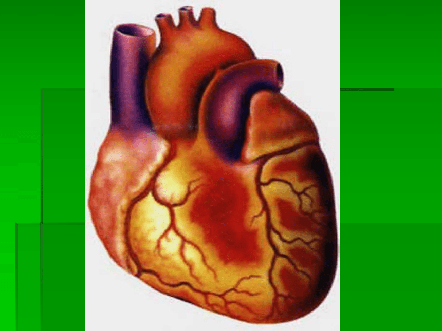 心脏和血管课件PPT下载 青岛版科学五年级下册课件