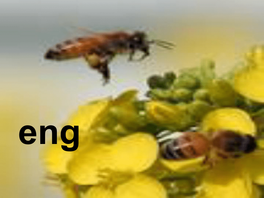 《ang eng ing ong》课件