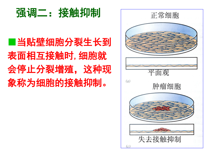 细胞接触抑制图片