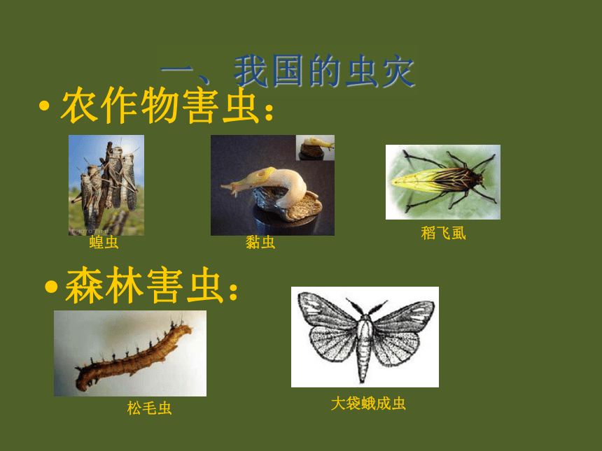 第四节  中国的虫灾和鼠灾