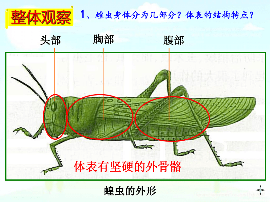 冀教版七上生物45节肢动物课件共19张ppt