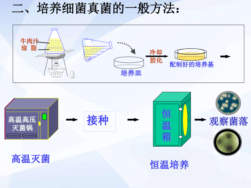 5.4.1细菌和真菌的分布 课件1