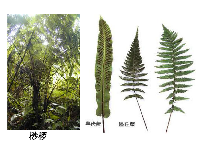 人教版七年级生物3.1.1-藻类、苔藓和蕨类植物课件 (共22张PPT)