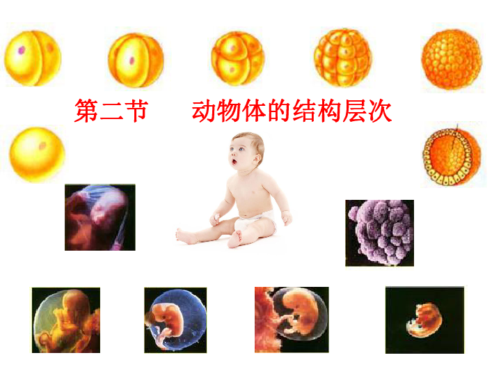 新人教版七年级生物上册第二节：动物体的结构层次课件（32张PPT）