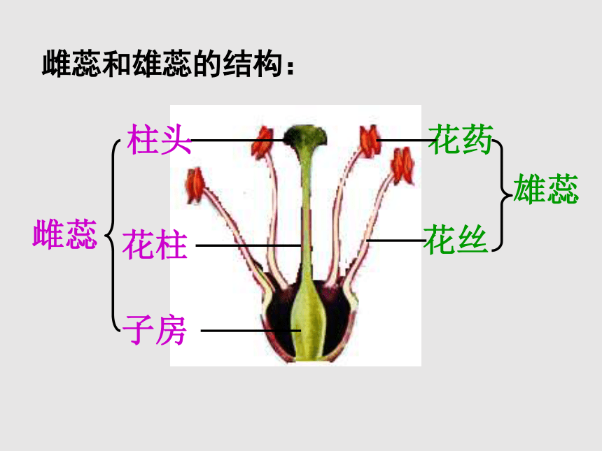 第一节 花的结构和类型 课件（共21张PPT）