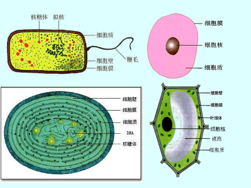 人教版高中生物必修一第一章第2节细胞的多样性和统一性  课件（20张）