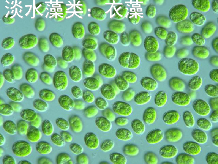 新人教版七年級生物上學期第三單元第一章第1節藻類植物上學期