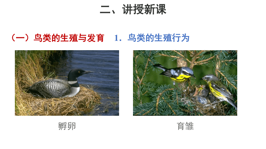 苏教版八年级生物下册第8单元第21章 第五节 鸟类的生殖与发育  课件（22张PPT）