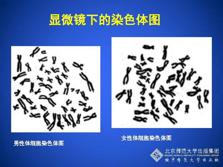 三个来源可遗传的变异诱因染色体变异基因突变基因重组不遗传的变异