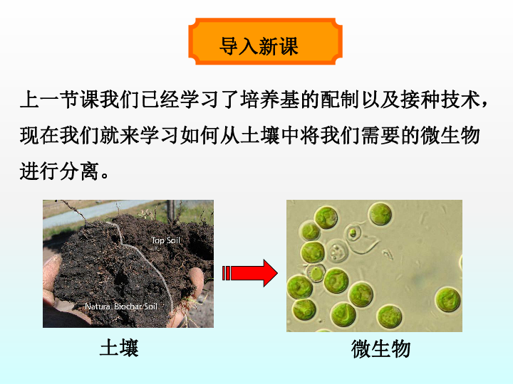 2020年春季学期高中生物人教选修1同步课件：专题2课题2土壤中分解尿素的细菌的分离与计数（共37张PPT）