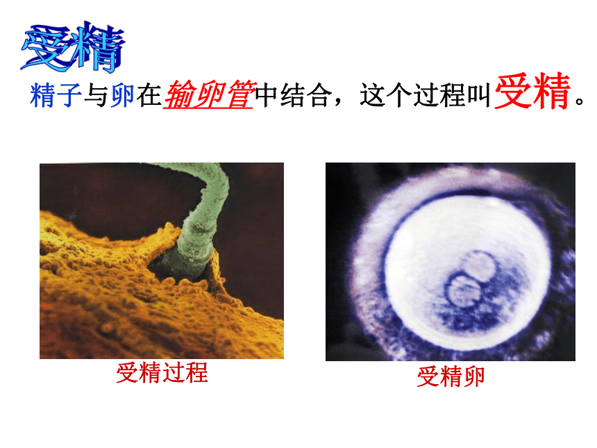 1.1 新生命的诞生