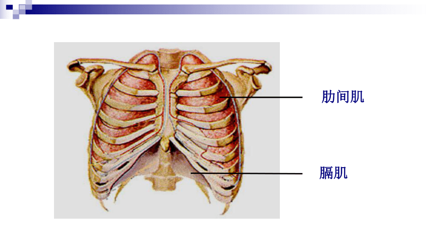 膈肌和肋间肌示意图图片