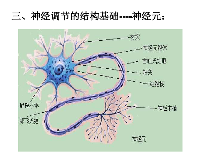 第二节神经系统的结构与功能