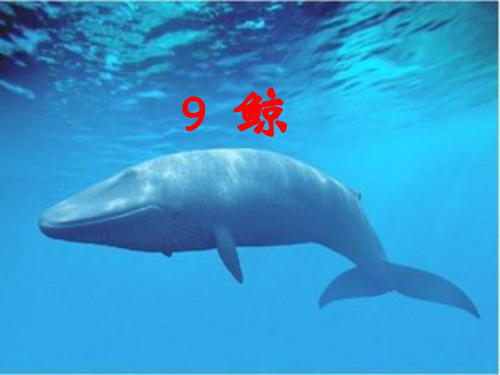 最新人教课标版五年级语文上册教学课件 9 鲸（37张PPT）