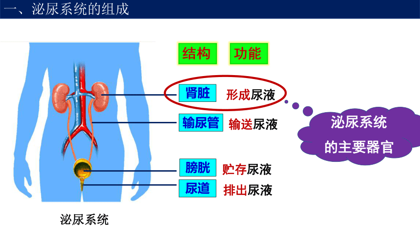 课堂小结排尿器官泌尿场所能单位结构功端均连接小动脉毛细血管球,两