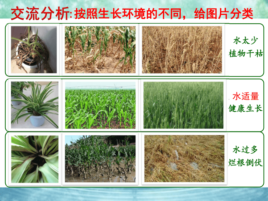 青岛版（五四制2017秋）二年级上册科学3.11 植物和水（课件共10张PPT）