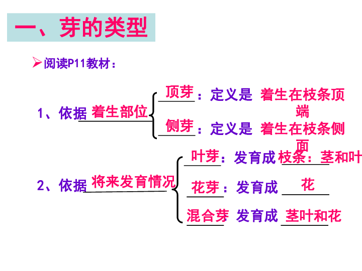 冀教版八上生物313芽的发育课件18张ppt