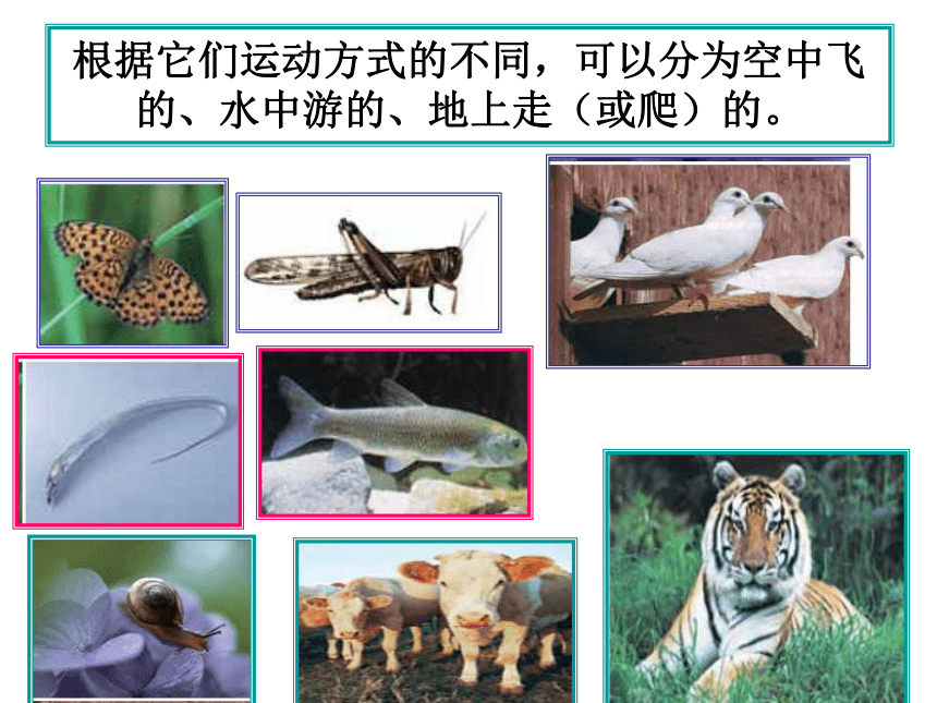 科学六年级上教科版4.4种类繁多的动物课件6