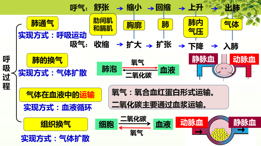 体循环的静脉思维导图图片